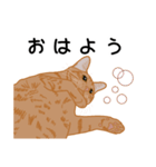 ひねもす茶とらねこ（個別スタンプ：3）