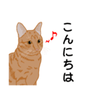 ひねもす茶とらねこ（個別スタンプ：4）