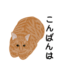 ひねもす茶とらねこ（個別スタンプ：5）