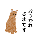 ひねもす茶とらねこ（個別スタンプ：7）