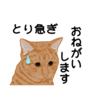 ひねもす茶とらねこ（個別スタンプ：11）