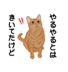 ひねもす茶とらねこ（個別スタンプ：13）