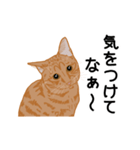 ひねもす茶とらねこ（個別スタンプ：17）