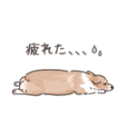 コーギーまみれのLINEスタンプ（個別スタンプ：36）