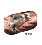 ココアのスタンプ！！（猫）（個別スタンプ：1）