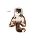 ココアのスタンプ！！（猫）（個別スタンプ：12）