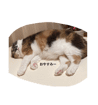 ココアのスタンプ！！（猫）（個別スタンプ：13）