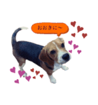 i am ルーク。（個別スタンプ：6）