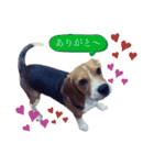 i am ルーク。（個別スタンプ：7）
