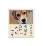 i am ルーク。（個別スタンプ：31）