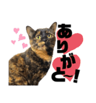 まつうら家あにまるず③（個別スタンプ：33）