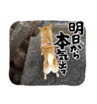 柴犬ひなちゃんラインスタンプ②（個別スタンプ：19）