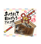 柴犬ひなちゃんラインスタンプ②（個別スタンプ：25）