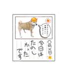 柴犬ひなちゃんラインスタンプ②（個別スタンプ：35）