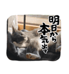 グレーテル ＆プーリー スタンプ No.9（個別スタンプ：14）