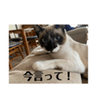 まるとかいの可愛いスタンプ（個別スタンプ：1）