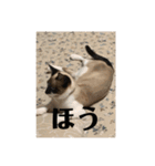 まるとかいの可愛いスタンプ（個別スタンプ：3）
