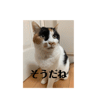 まるとかいの可愛いスタンプ（個別スタンプ：6）