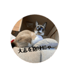 まるとかいの可愛いスタンプ（個別スタンプ：9）