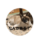 まるとかいの可愛いスタンプ（個別スタンプ：11）
