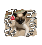 まるとかいの可愛いスタンプ（個別スタンプ：15）