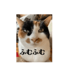 まるとかいの可愛いスタンプ（個別スタンプ：24）