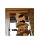 まるとかいの可愛いスタンプ（個別スタンプ：26）