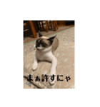 まるとかいの可愛いスタンプ（個別スタンプ：30）