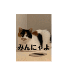 まるとかいの可愛いスタンプ（個別スタンプ：37）