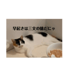 まるとかいの可愛いスタンプ（個別スタンプ：38）