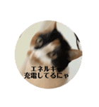 まるとかいの可愛いスタンプ（個別スタンプ：40）
