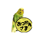 インコのわさびちゃんスタンプ（個別スタンプ：4）