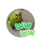 インコのわさびちゃんスタンプ（個別スタンプ：6）