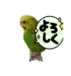 インコのわさびちゃんスタンプ（個別スタンプ：8）