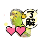 インコのわさびちゃんスタンプ（個別スタンプ：11）