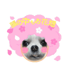 coco＆nuts3（個別スタンプ：20）