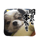 coco＆nuts3（個別スタンプ：24）