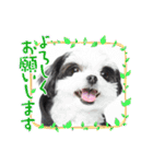 coco＆nuts3（個別スタンプ：36）