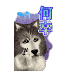 バスカヴィル家の犬 公式LINEスタンプ（個別スタンプ：16）