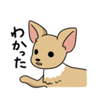 ふつうのチワワ（個別スタンプ：4）