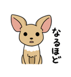 ふつうのチワワ（個別スタンプ：5）