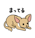 ふつうのチワワ（個別スタンプ：19）