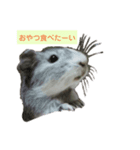 まってたよ、もるちゃん❤（個別スタンプ：4）