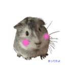 まってたよ、もるちゃん❤（個別スタンプ：8）