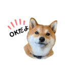 柴犬・銀ちゃん ②（個別スタンプ：1）