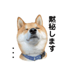 柴犬・銀ちゃん ②（個別スタンプ：2）