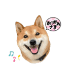 柴犬・銀ちゃん ②（個別スタンプ：3）