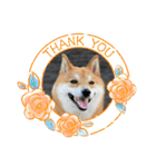 柴犬・銀ちゃん ②（個別スタンプ：4）