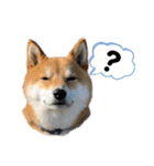 柴犬・銀ちゃん ②（個別スタンプ：5）