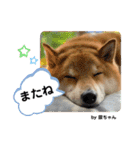 柴犬・銀ちゃん ②（個別スタンプ：6）